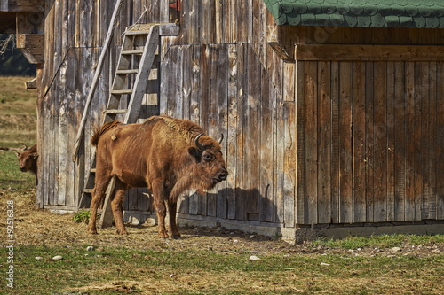 European bison (Bison bonasus) female and her calf resting near a wooden barn in a nature reserve in Vama Buzaului, Brasov, Romania. photo