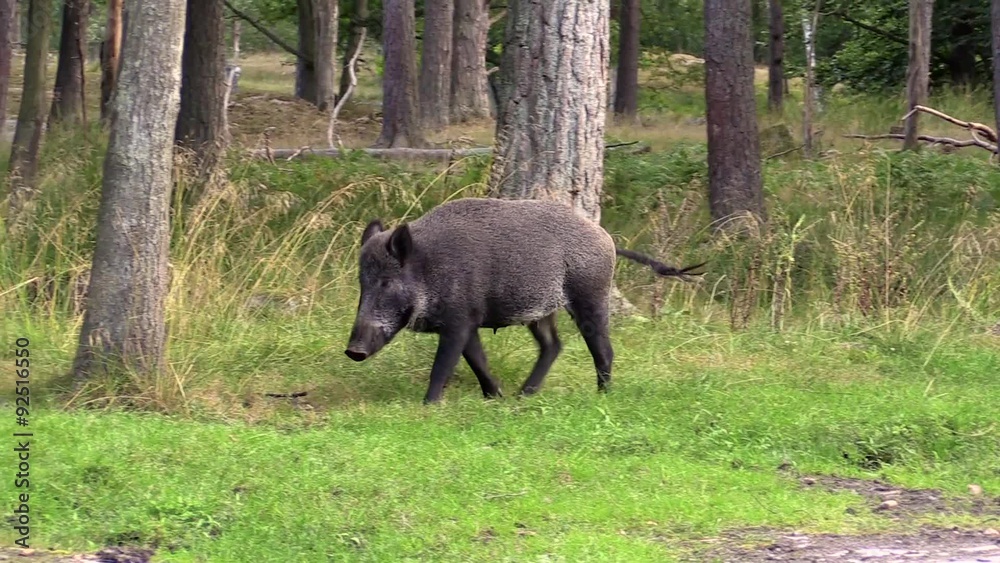 One female wild boar (Sus scrofa) walk by in the forest. The pig winks at camera once while walking as if to have a prank at you. One female wild boar (Sus scrofa) walk by in the forest. The pig winks at camera once while walking as if to have a prank at you.