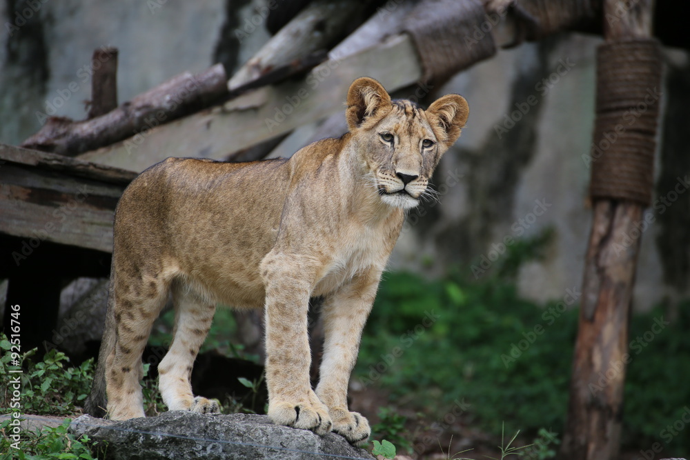 Fototapeta premium The young Lions