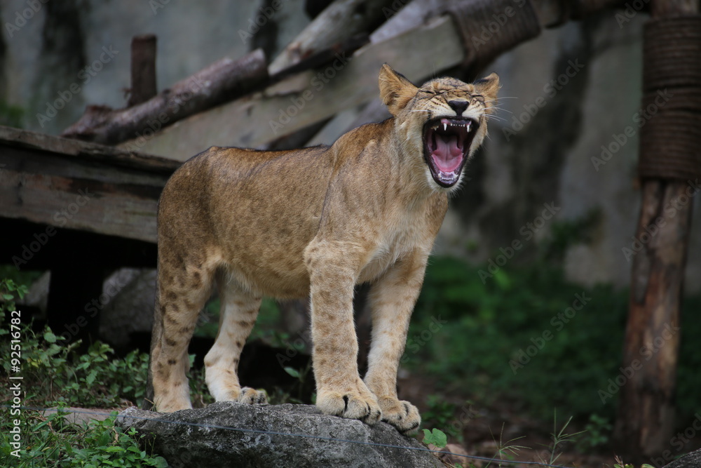 Fototapeta premium The young Lions
