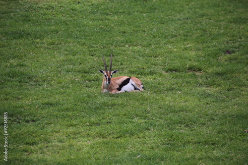 Thomson's gazelle  photo