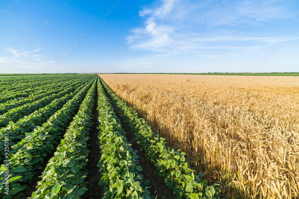 Green soybean field alongside of ripe wheat Green soybean field alongside of ripe wheat
