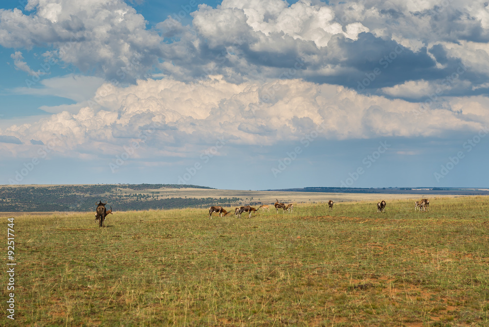 Impala (antelope), National park Ezemvelo. South Africa.