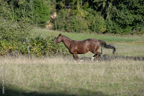 Galopp im Sp  tsommer