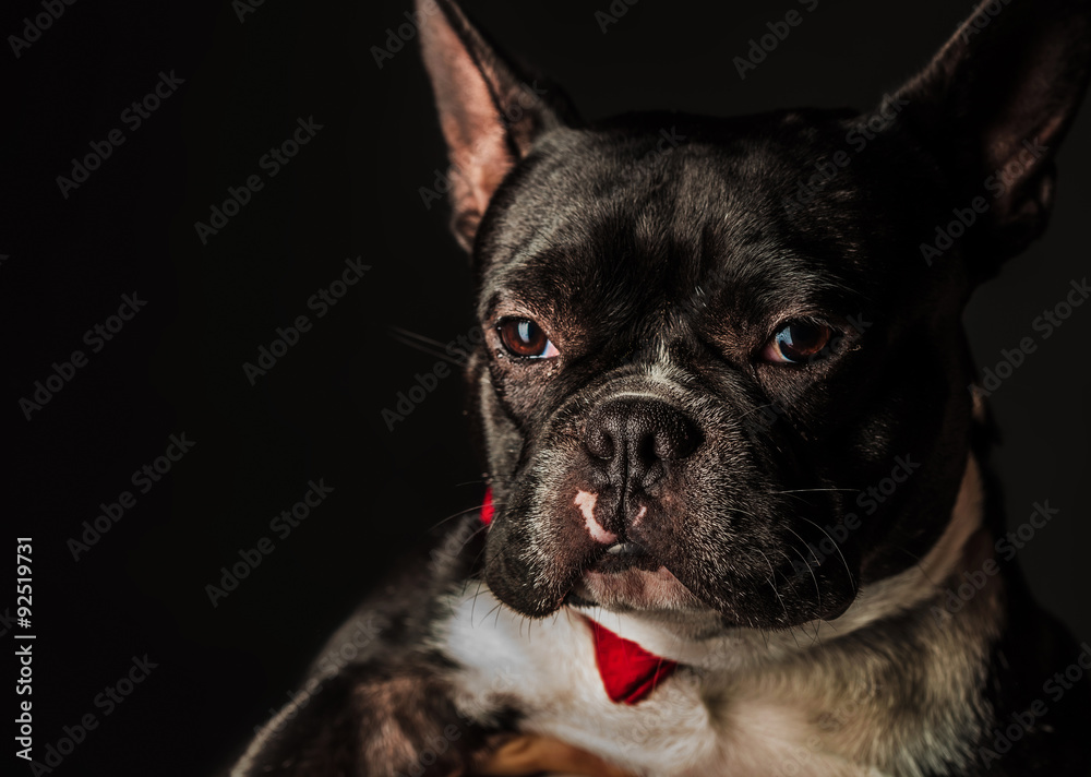 portrait of a small french bulldog wearing red bow tie