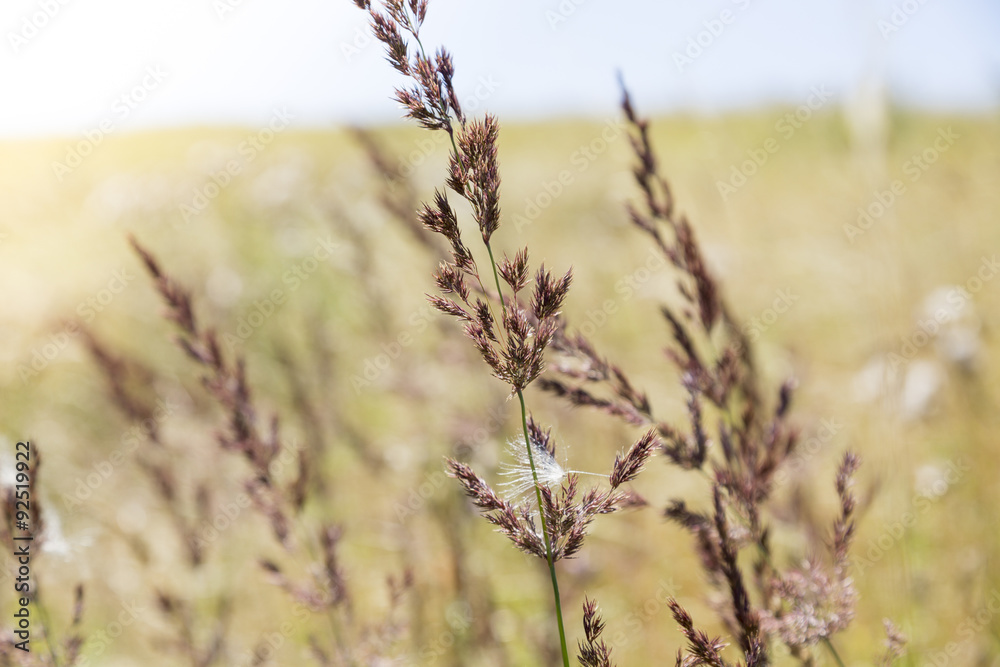 close up shot of some grass blossoms in summer close up shot of some grass blossoms in summer