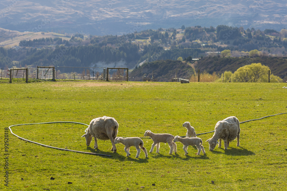 Obraz premium flock of sheep