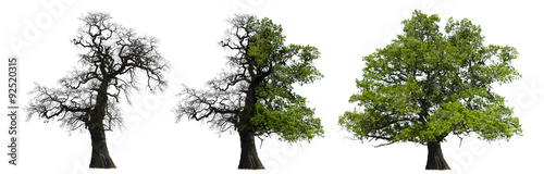 Kahle und Grüne Eiche im Wandel