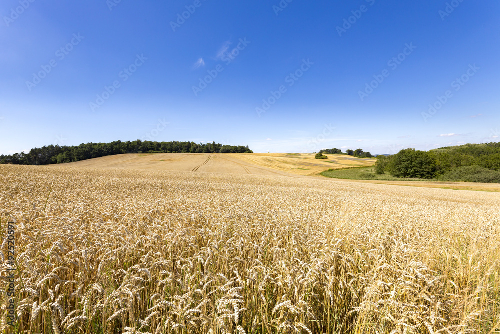 summer landscape of field and meadows and blue sky summer landscape of field and meadows and blue sky