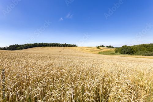 summer landscape of field and meadows and blue sky