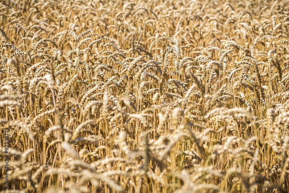 close up of a wheat field in summer close up of a wheat field in summer