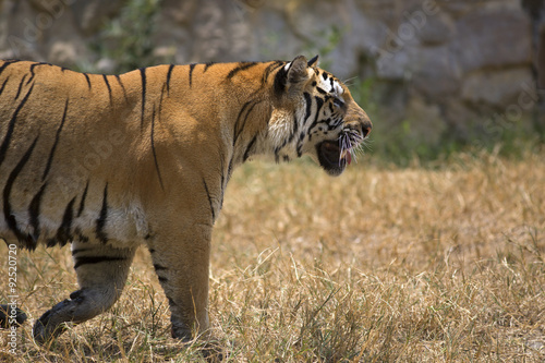 Fototapeta Naklejka Na Ścianę i Meble -  Portrait of a walking male tiger