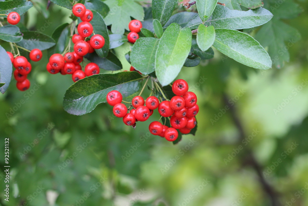 Red berries