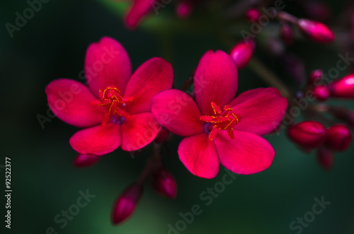 Red flowers are blooming in nature