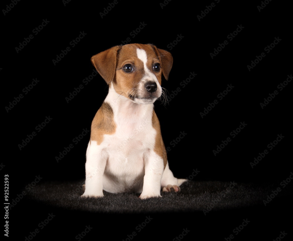 Jack Russell Terrier sur fond noir