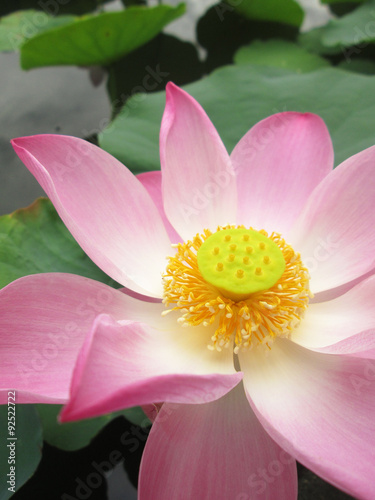 Fototapeta Naklejka Na Ścianę i Meble -  Close up pink lotus pollen