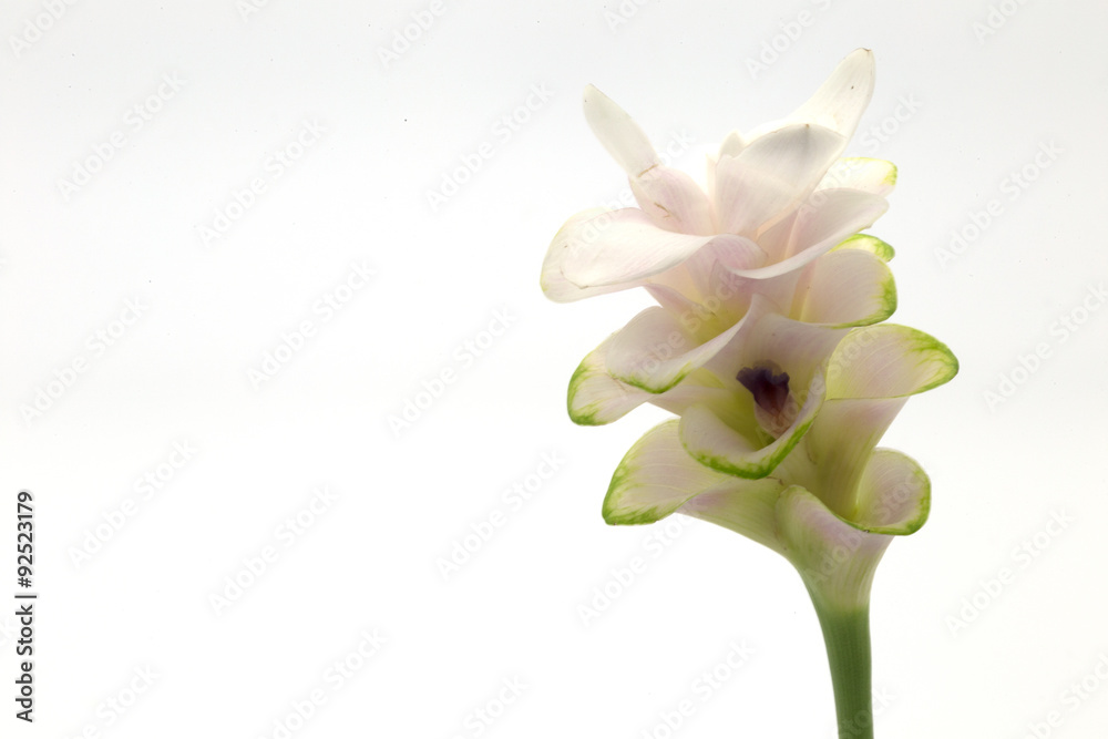 Obraz premium Siam Tulip