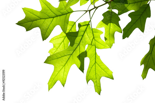 Spring Oak Leaves on Branch Isolated on White