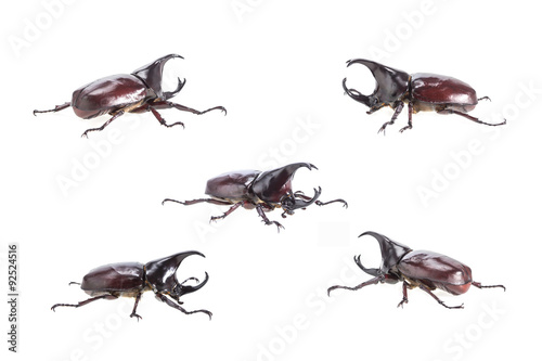 Close up male fighting beetle (rhinoceros beetle) isolated on wh