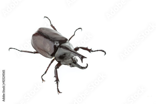 Close up male fighting beetle (rhinoceros beetle) isolated on wh