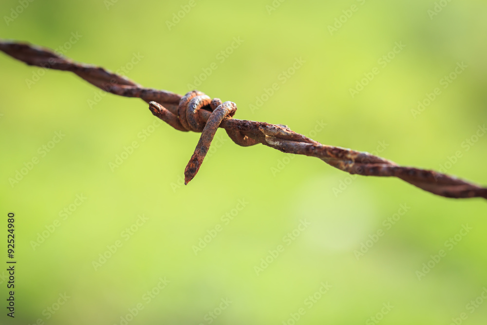 Rusty barb on green blur background Rusty barb on green blur background