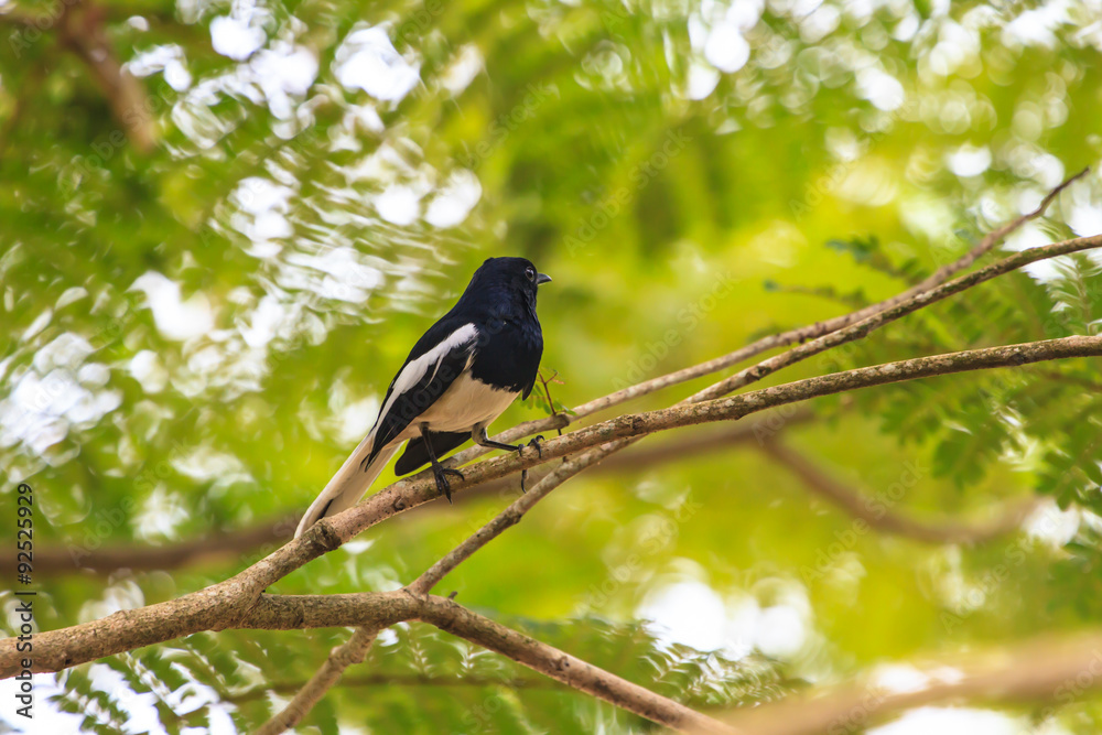 Obraz premium Oriental Magpie Robin