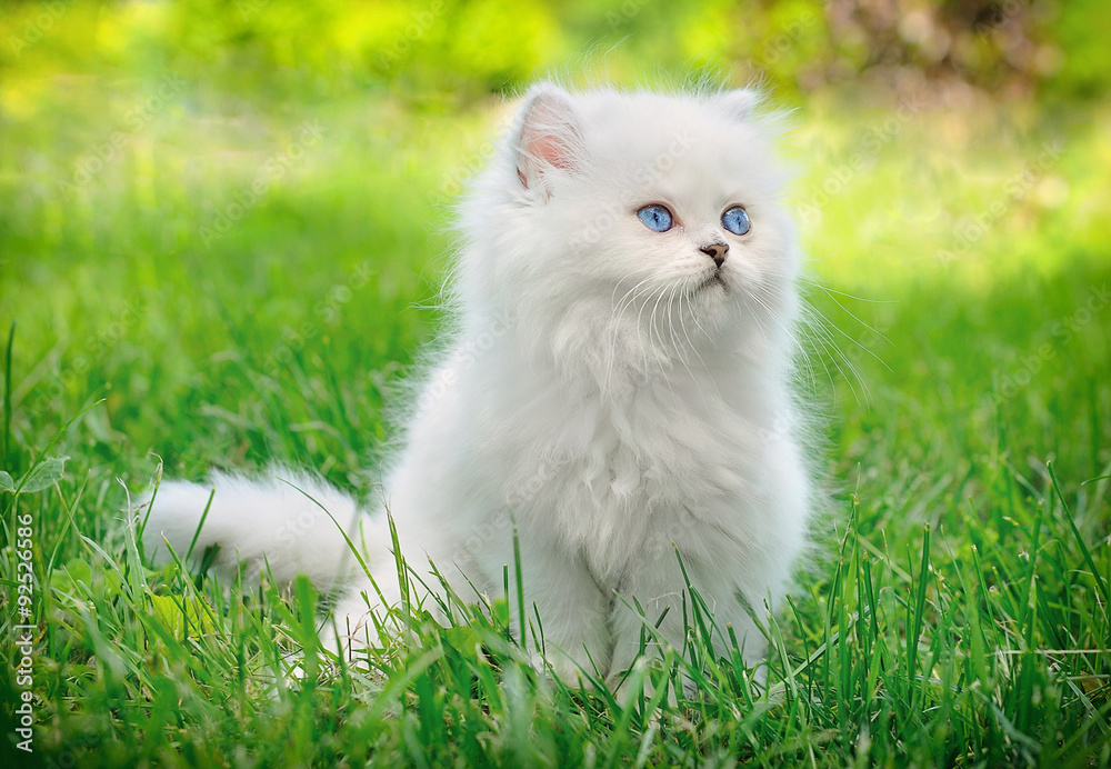 White british kitten sitting in the grass.