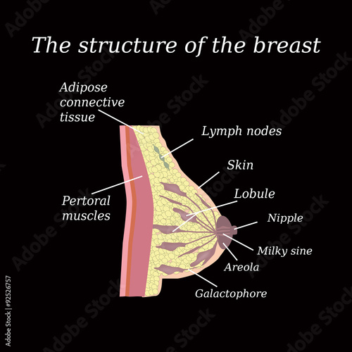 The anatomical structure of the breast. Mammary gland