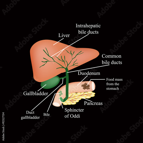 The anatomical structure of the liver, gallbladder, bile ducts