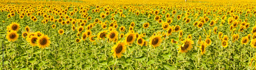 Panorama of sunflower field Panorama of sunflower field