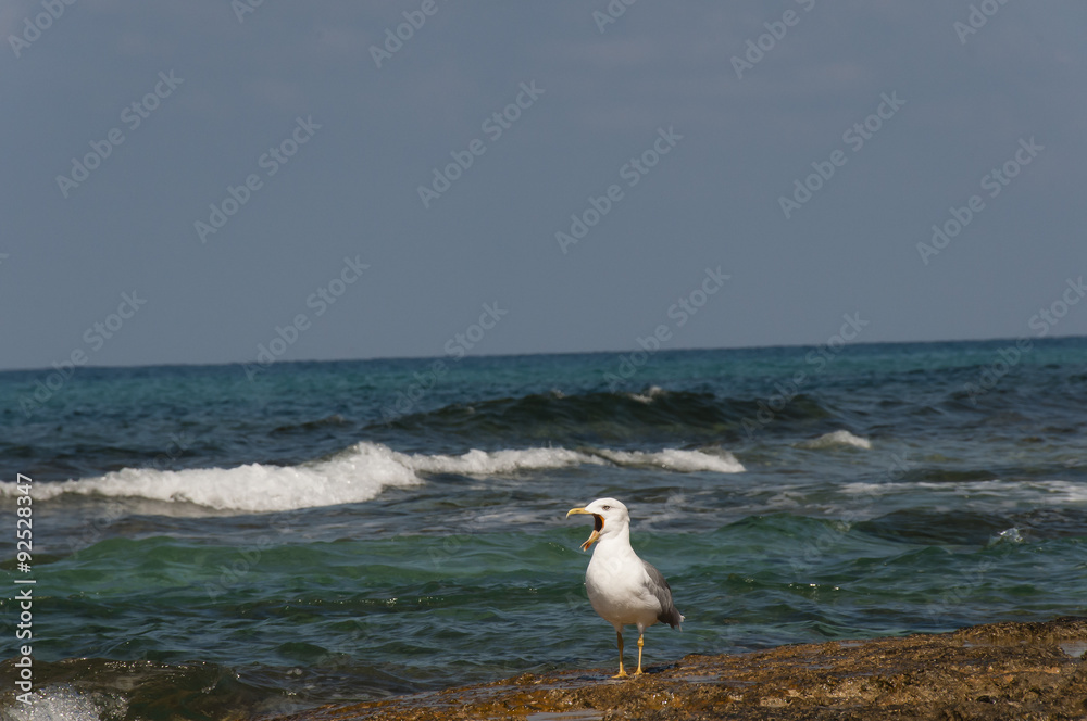 Call seagull Call seagull