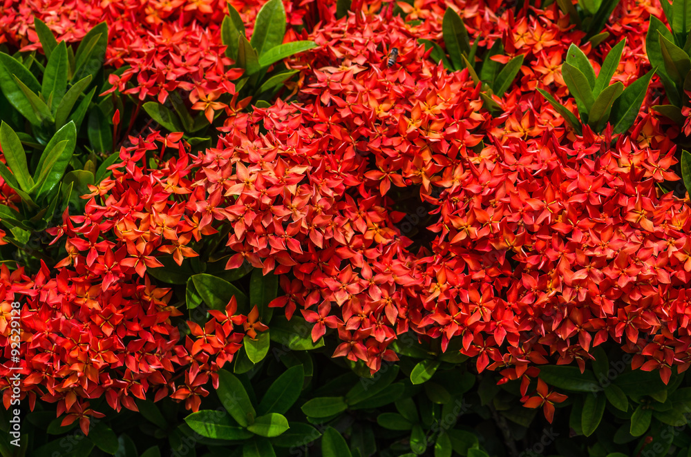Orange flowers are blooming in nature Orange flowers are blooming in nature