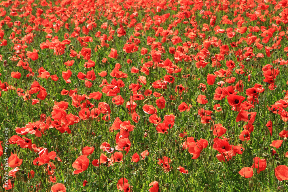 poppy flowers field