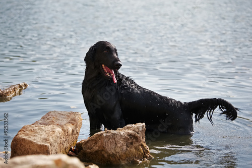 Wet black retriever on the waterfront