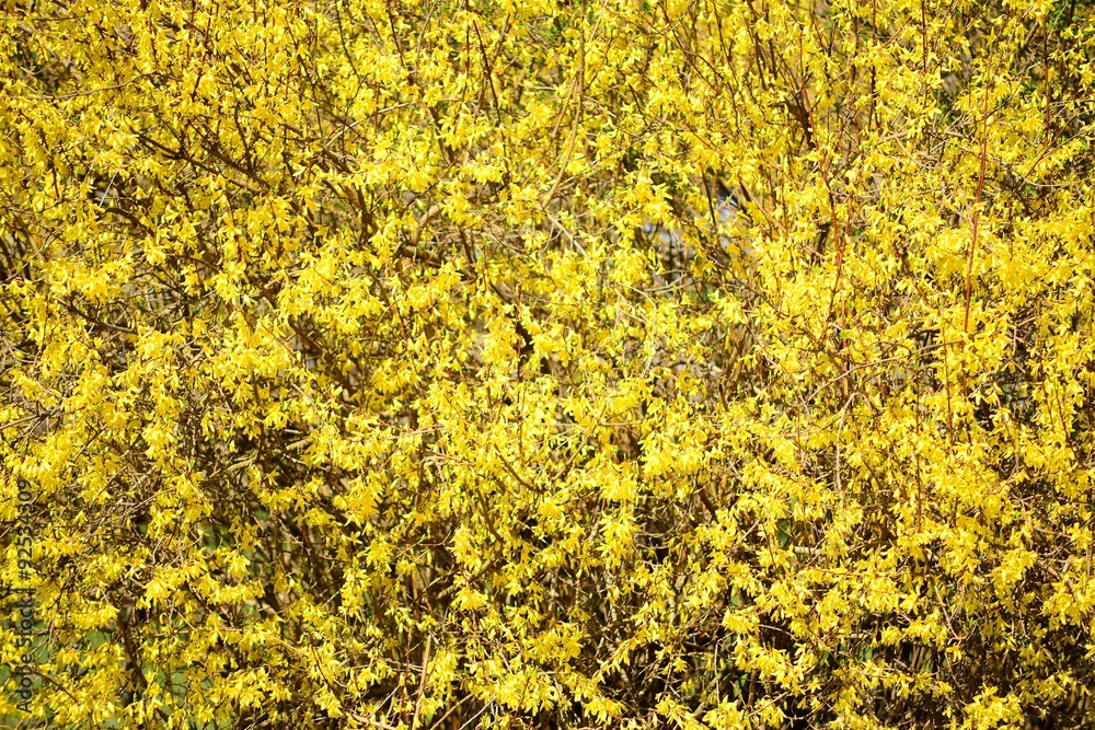 Closeup of forsythias flowers in full bloom Closeup of forsythias flowers in full bloom