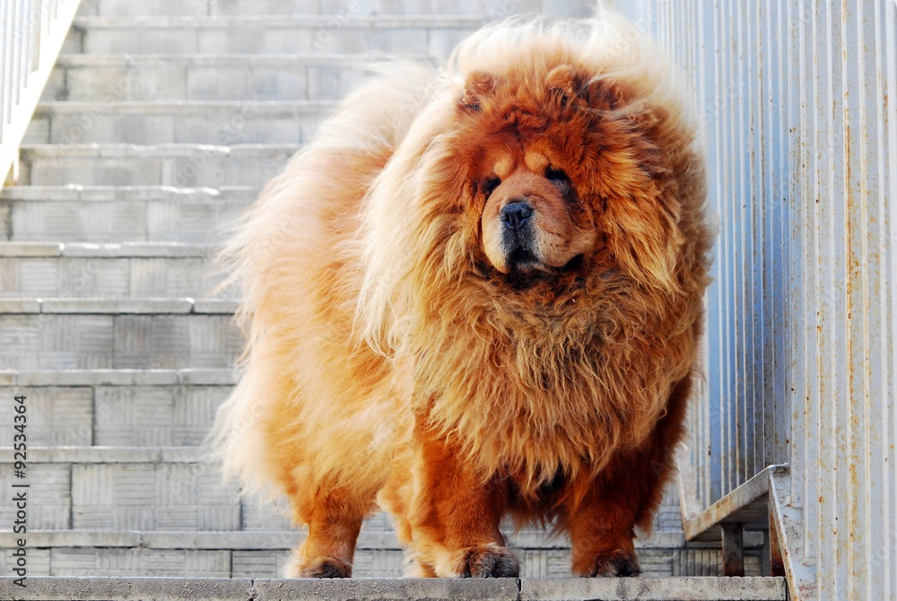 Brown friendly chow-chow dog in the city