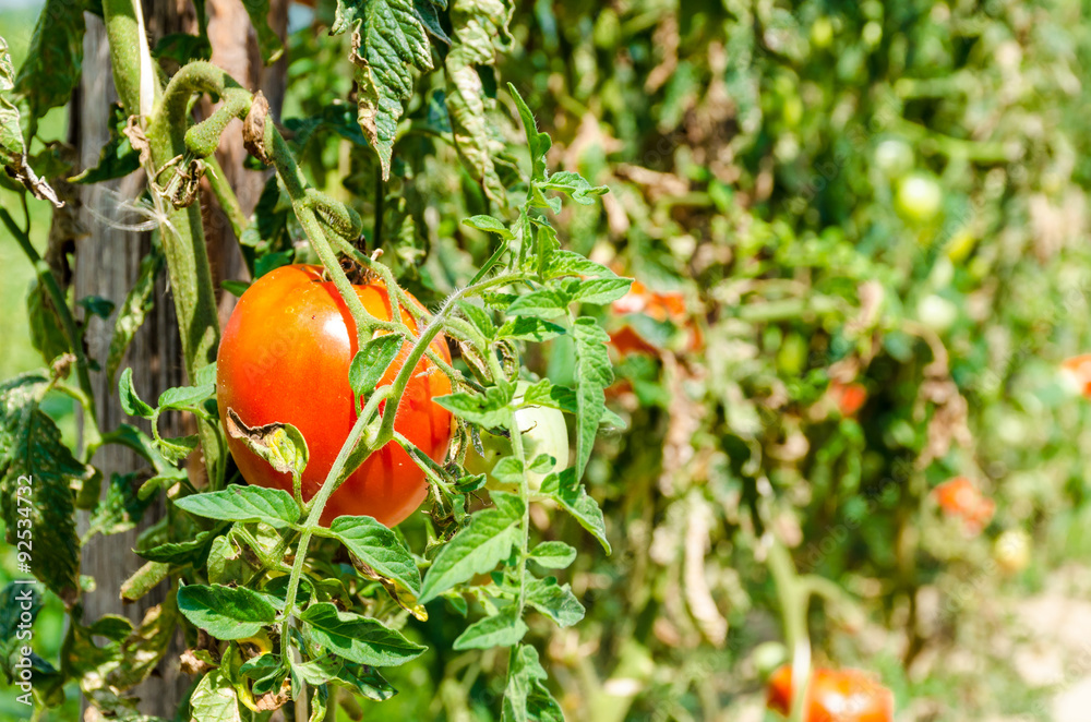 Homegrown red fresh tomato in a farmer garden.