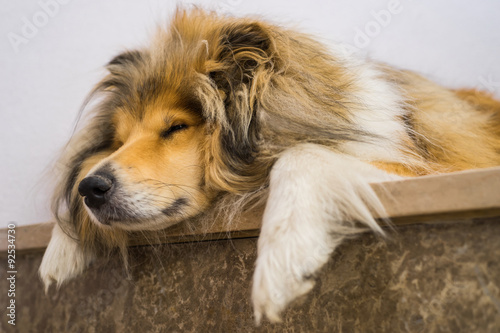 hundemüde – Collie schläft auf Treppenstufe © Fotoschlick
