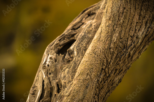 Baumstamm Makro Aufnahme