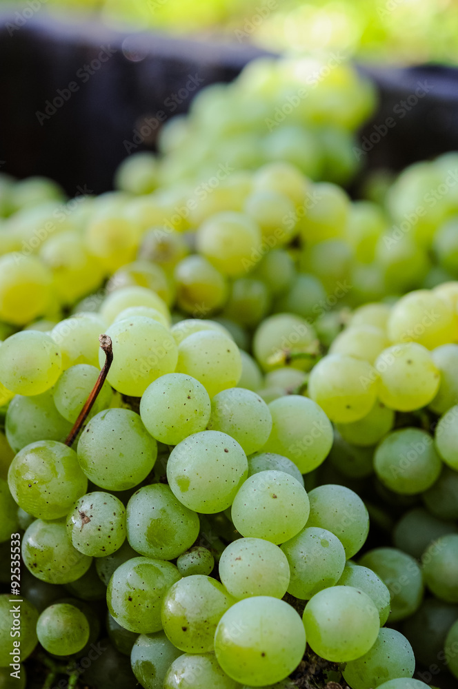 Harvest of bunch of chardonnay grapes Harvest of bunch of chardonnay grapes