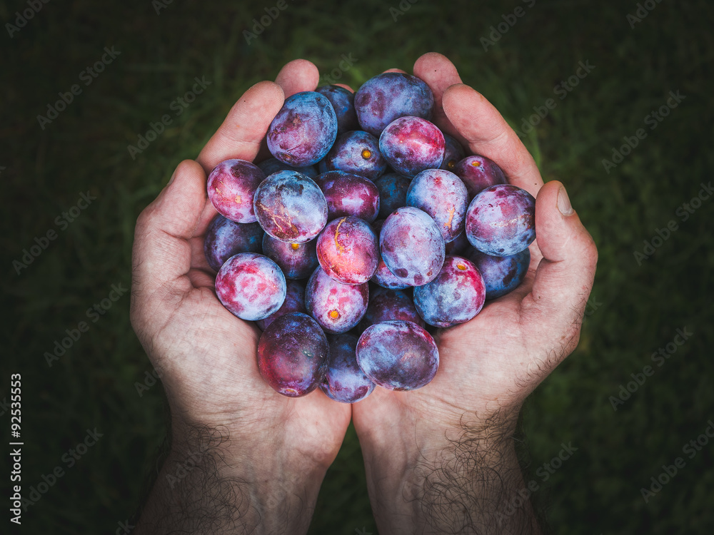 Hands holding fresh plums top view Hands holding fresh plums top view