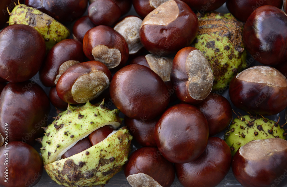 Pile of Shiny Horse Chestnut Fruit Pile of Shiny Horse Chestnut Fruit