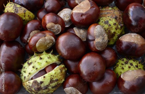 Pile of Shiny Horse Chestnut Fruit