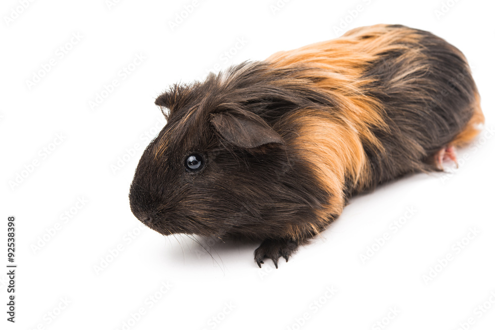 Fototapeta premium guinea pig