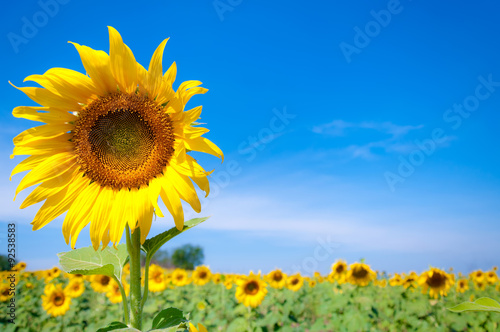 Beautiful sunflowers blossom against blue sky in a rural country field