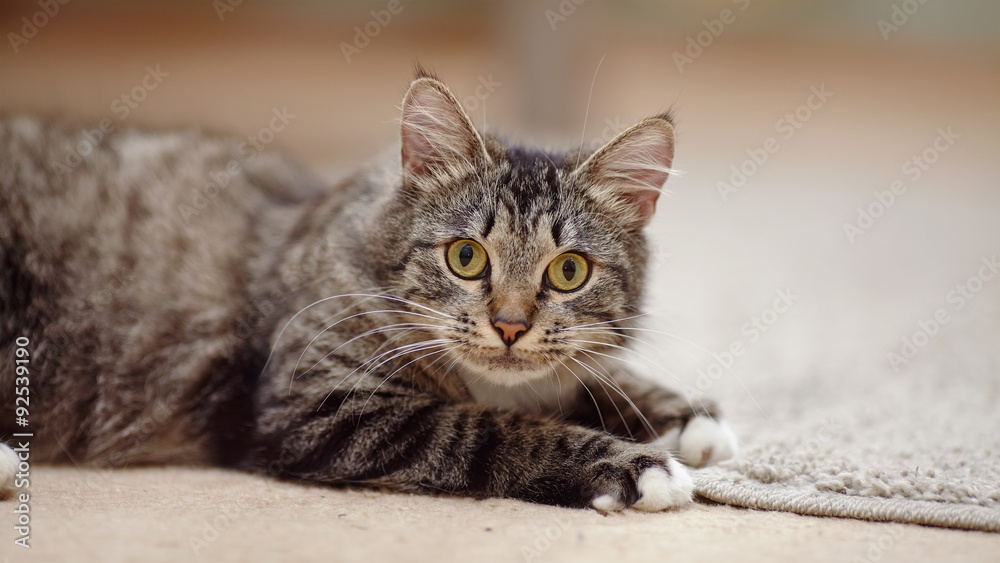 Portrait of a striped cat with yellow eyes