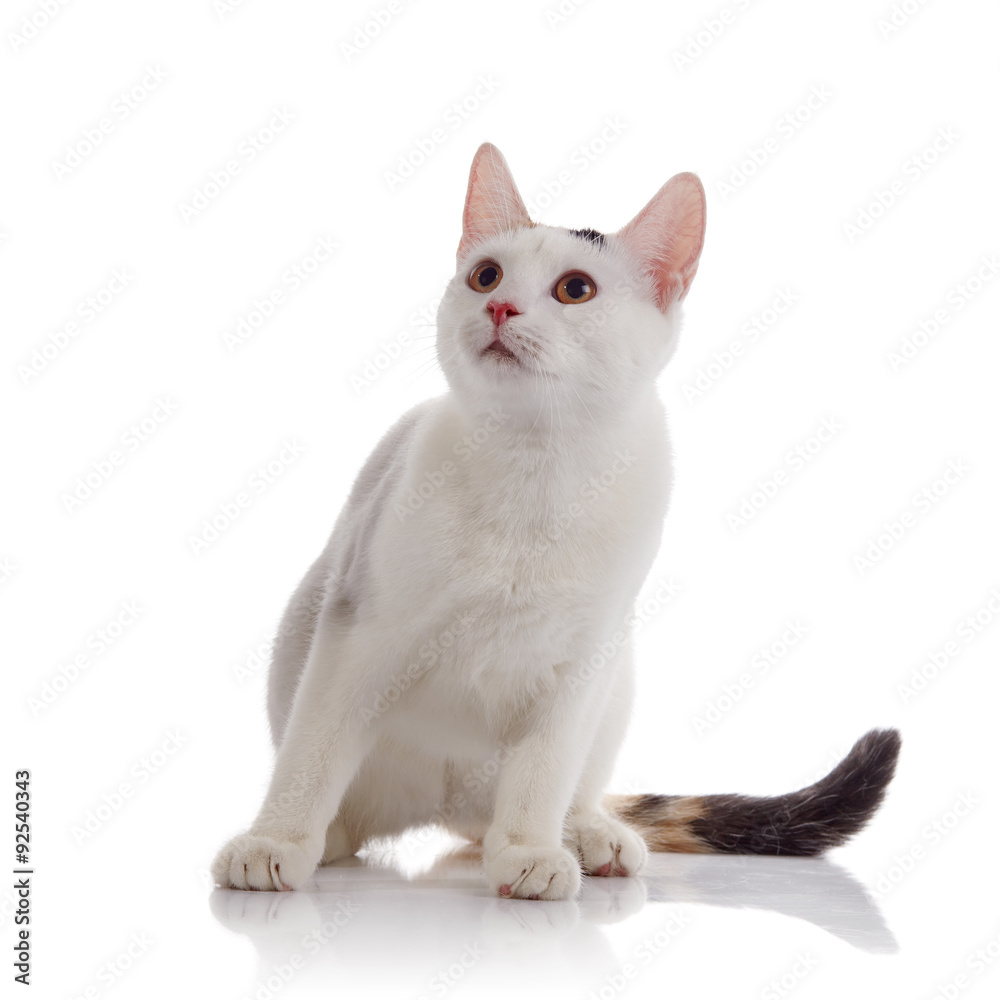 White domestic cat with a multi-colored striped tail