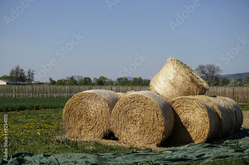 Obraz na plátne hayballs on a field