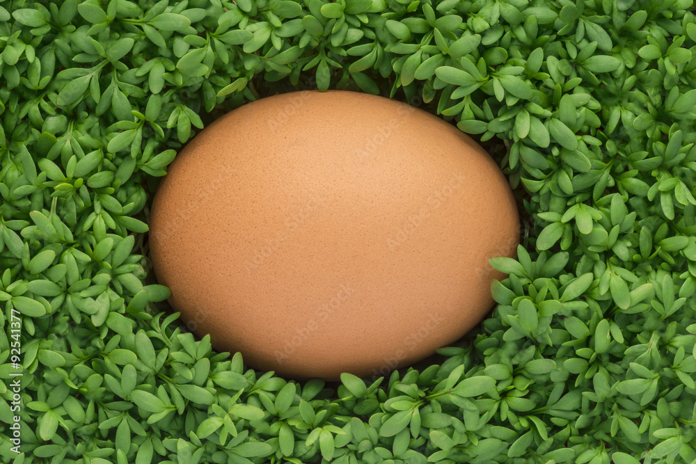 Hühnerei auf Gartenkresse Hühnerei auf Gartenkresse
