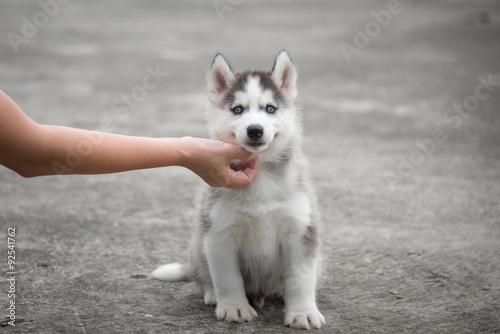 hand with siberian husky puppy